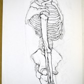 skeleton study
